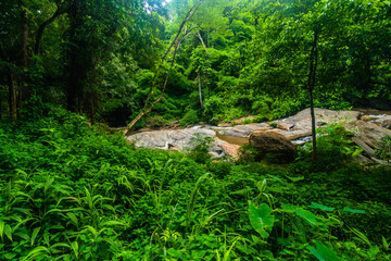 Landscape of dense lush green forest