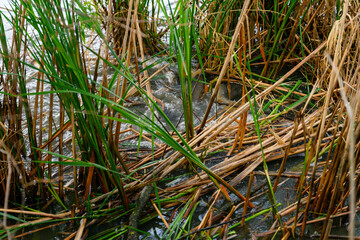 Mating with carp in the reeds of the lake.
