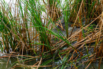 Mating with carp in the reeds of the lake.
