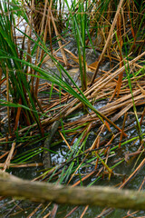 Mating with carp in the reeds of the lake.
