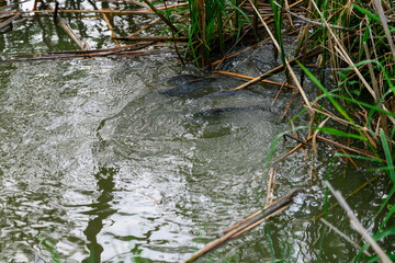 Mating with carp in the reeds of the lake.

