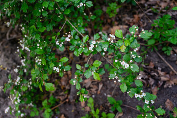 Hawthorn flowers on branches with green leaves.