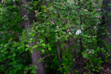 Hawthorn flowers on branches with green leaves.
