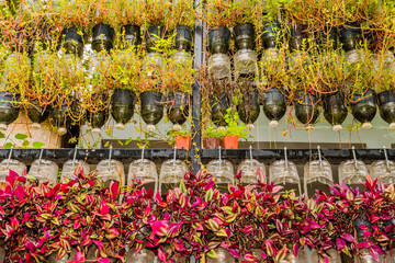 Plants growing inside plastic bottles.