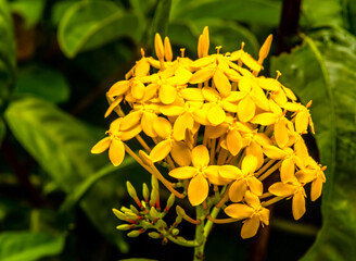 Delicate flowers of southeast Asia.