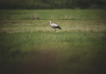 Stork