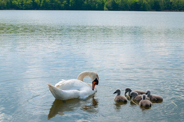 a white swan female with small swans swims in a pond