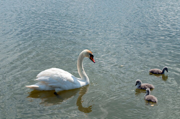 a white swan female with small swans swims in a pond