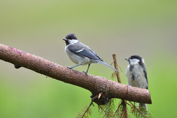 Great Tit with sunflower in beak sitting on a branch in the garden