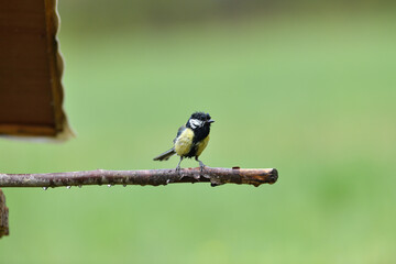 The great tit with wet feathers sitting on the branch in the rain 