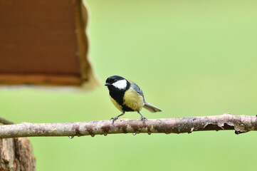 The great tit with wet feathers sitting on the branch in the rain 