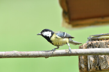 Great Tit with sunflower in beak sitting on a branch in the garden