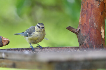 Great Tit with sunflower in beak sitting on a branch in the garden