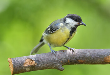 Great Tit with sunflower in beak sitting on a branch in the garden