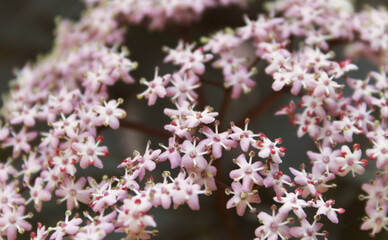 Pink flowers