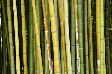 Bambù Cinese