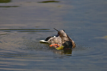 Mallard having a wash