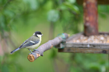 Great Tit with sunflower in beak sitting on a branch in the garden