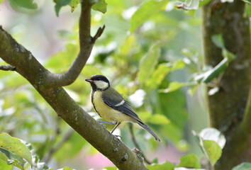 Great Tit with sunflower in beak sitting on a branch in the garden