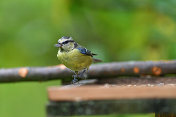 Great Tit with sunflower in beak sitting on a branch in the garden
