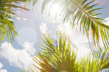 Coconut palm trees over bright sky with shining glow sun