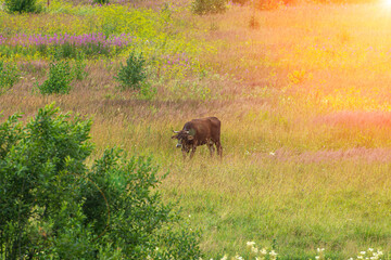 brown cow grazing in a meadow