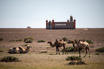 Three camels near village Tasaral in Kazakhstan.
