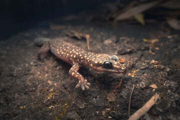 Wild jewelled velvet gecko (Oedura gemmata) moving across a rock at night