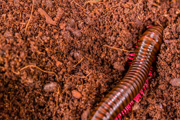 Centipede burrowing into dirt.