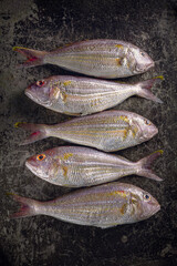 Five Raw Sea bream fish on metal background, top view