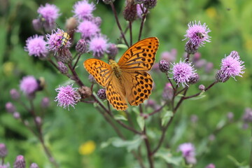 Schmetterling Falter auf lila Blume