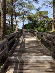 wooden bridge in the forest