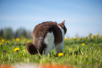 Rear view of british shorthair cat in a summer garden