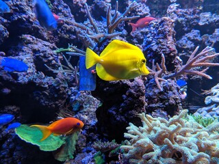 Obraz premium tropical fish in aquarium