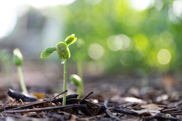 The tree sprouts and grows after natural rain.