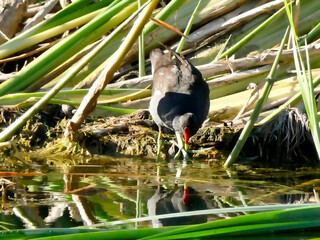 common moorhen in a pond in Germany