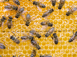 Busy Bees, Close Up View Of The Working Bees On Honeycomb.
