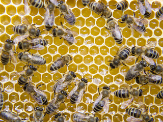 Busy Bees, Close Up View Of The Working Bees On Honeycomb.