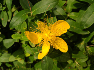 One yellow Hypericum androsaemum blossoms with long stamens showed in sunny