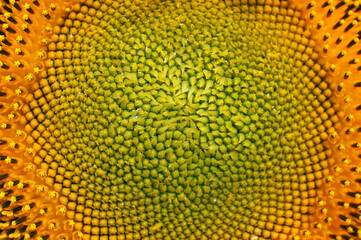 Blooming young  sunflower.
Young plant in summer.

