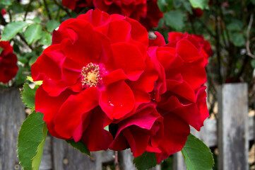 red flower in a garden