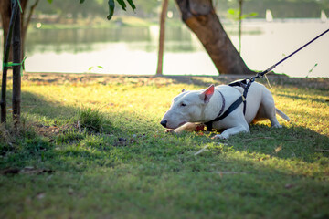 blue terrier white dog playing on park, white bull terrier, bull terrier dog play on grass