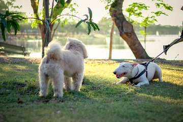 blue terrier white dog playing on park, white bull terrier, bull terrier dog play on grass