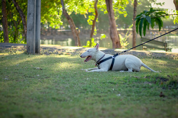 blue terrier white dog playing on park, white bull terrier, bull terrier dog play on grass