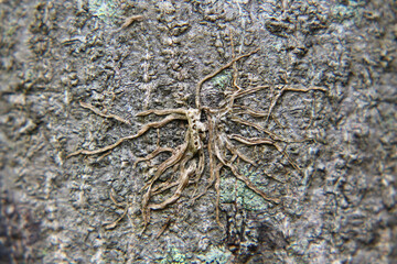 Roots on a tree wood