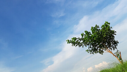 Obraz premium Tree and Blue and white sky.