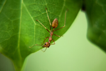 ant on green leaf