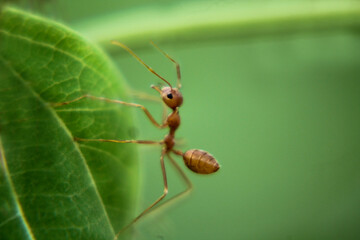 ant on green leaf