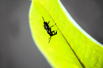 black insect on the plant leaves