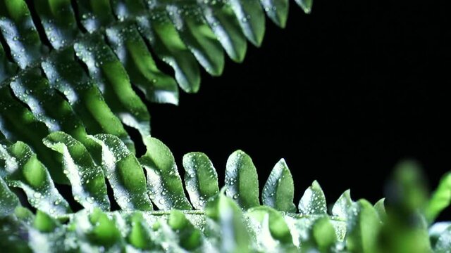 Leaf on a black background. Green fern leaf with texture and pattern